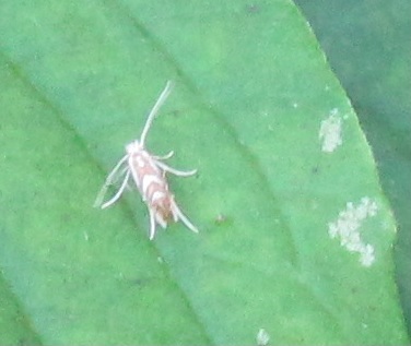 Phyllonorycter sp., Gracillariidae